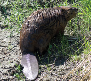 Beaver Control in New Jersey