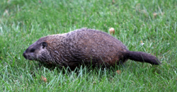 groundhog1