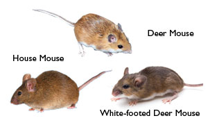 mouse-chart