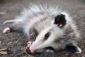 opossum dead