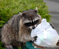 Raccoon control in New Jersey