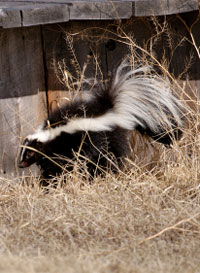 skunk-outdoors