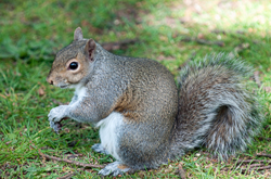 Grey Squirrel