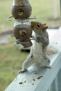 squirrel bird feeder