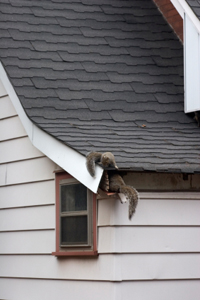 squirrel on roof