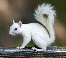 Albino Squirrel