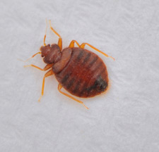 Closeup of bed bug