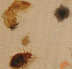 bedbugs-on-sheets