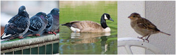 Professional Bird Control Specialists in Mercer, Ocean, Monmouth, Middlesex County