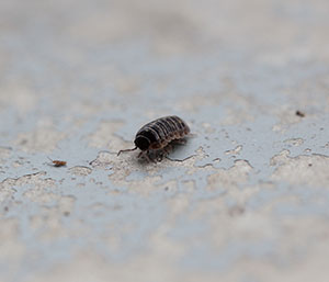 Pillbugs and Sowbugs need to pay rent to live in your home! Just kidding... they shouldn't be there at all and Cowleys Pest Services can help evict them for good!