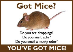 Got Mice? Do you see droppings? Do you see tracks? Do you smell musky odor? You've got mice!