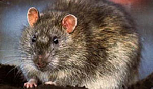 norway rat