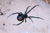 spider black widow