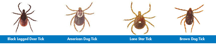 types-of-ticks-in-New-Jersey